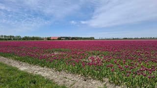 Bollenvelden op Goeree-Overflakkee