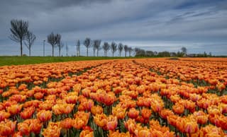 Nog even gespaard voor koningsdag,morgen gaat de kop er af
