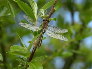 Libelle
