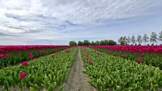 Enigzins nog wat blauwe lucht boven deels gekopt tulpenveld