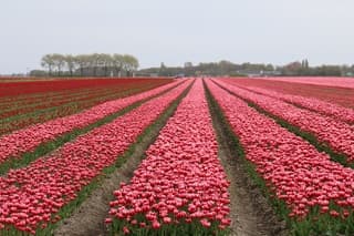 Westeremden