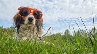 De Oranje Zon schijnt geregeld