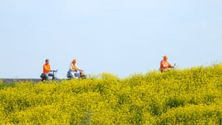 Fietsen tussen het raapzaad