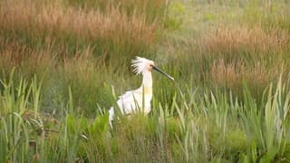 Lepelaar in het hoge gras