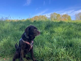 Ochtendwandeling met de hond 