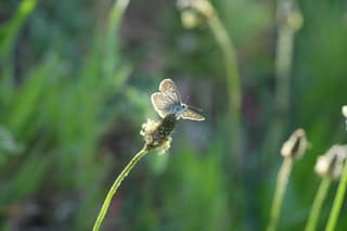 Vlindertje is opgewarmd door de zon en is klaar om te vliegen 