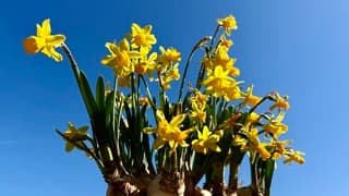 Nog maar even genieten van deze narcissen
