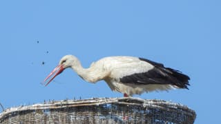 Ooievaar ruimt nest op in de zon