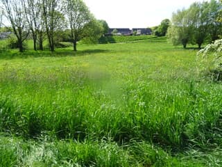 boterbloem