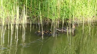 Een andere eend met jonge eendjes gezien !