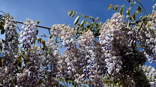 Droog , warm en zonnig. Alleen bloeiende blauwe regen