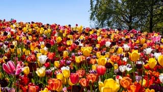KEUKENHOF