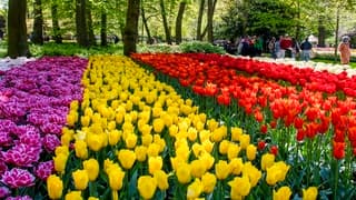 KEUKENHOF