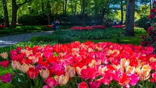 KEUKENHOF