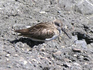 Bonte strandloper