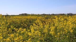 Fluitekruid in bloei