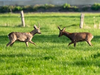 Reeen in  gevecht voor het terrotorium