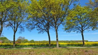 bomen met nieuw blad, blauwe lucht.