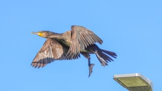 Een Aalscholver vliegt van een lantaarnpaal