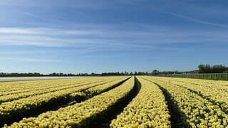 Mooi geel gekleurd tulpenveld !