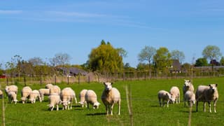 Prachtig weer vandaag voor de dieren