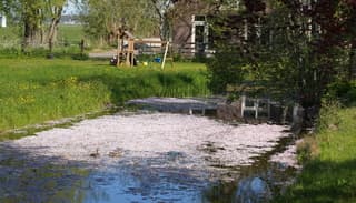 Bloesems in de sloot 