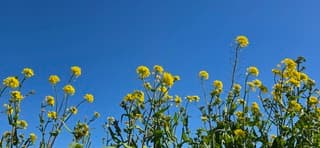 Strak blauwe lucht en zon boven de provincie Groningen 
