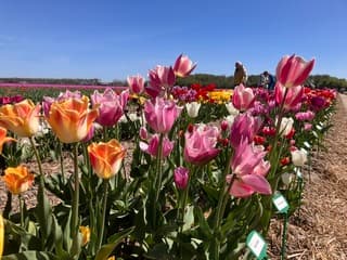 Lente!