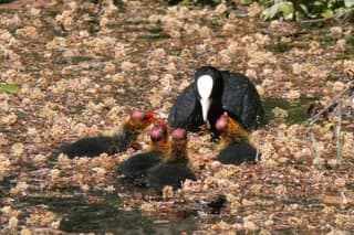 Zwemmend door de bloesem 