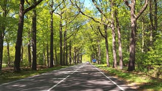 weg met vers groene bomen