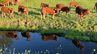 Spiegelbeeld