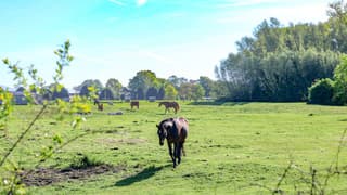 Paarden in de zon