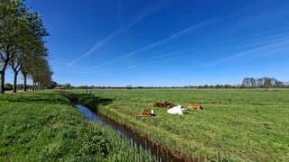 Kalfjes genieten (liggend) in de wei van het mooie weer
