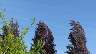 Wind