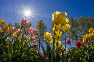 tulpen volop in bloei