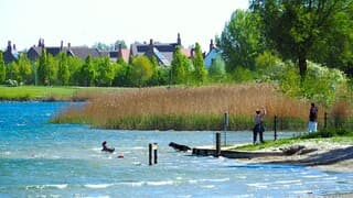 VERDEROP spelende Honden in 't water