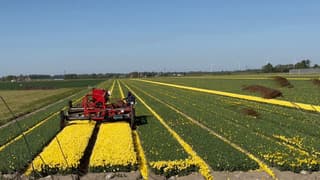 Tulpen worden gekopt. 