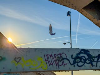 Vogels bij De Waalbrug 