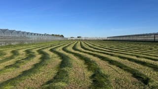 Het gemaaide gras droogt goed met deze temperaturen 
