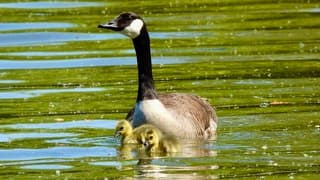 Canadese Gans IJsselmeer 