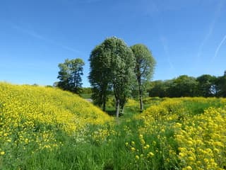 Strakblauw!