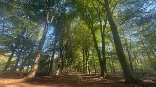 Beukenlaan