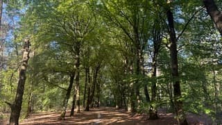 Beukenlaan