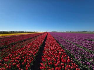 Tulpenveld