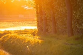 Haas tijdens de zonsopkomst