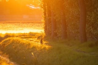 Haas met zonsopkomst