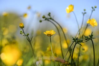 Boterbloemen 