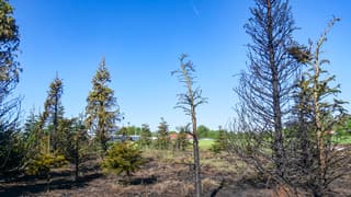 Strakblauw na bosbrandje