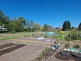 Ook droogte in de moestuin