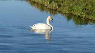Natuurgebied Kerkepolder !